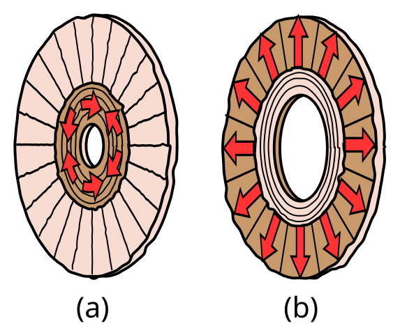 Diagram of iris sphincter and dilator muscles controlling pupil size