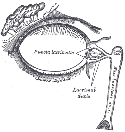 Public domain diagram of the lacrimal apparatus showing puncta, canaliculi, lacrimal sac, and nasolacrimal duct