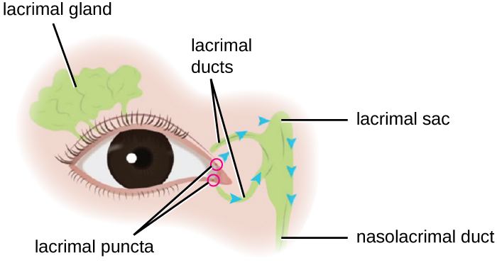 Illustration labeling lacrimal gland, puncta, ducts, lacrimal sac, and nasolacrimal duct